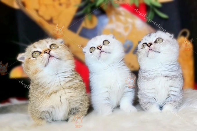 [Giải đáp thắc mắc] Mèo Anh Lông Ngắn Màu Gì Đắt Nhất?