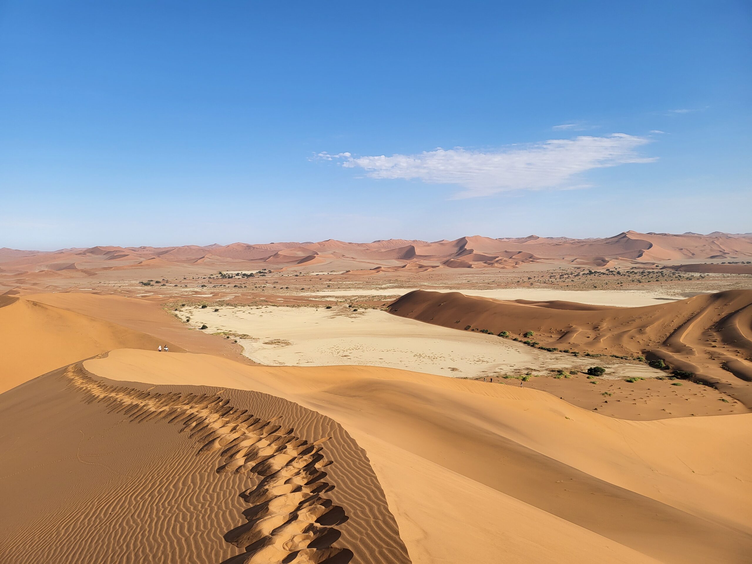 Discover the Best Safari in Namibia | Sandy Tracks
