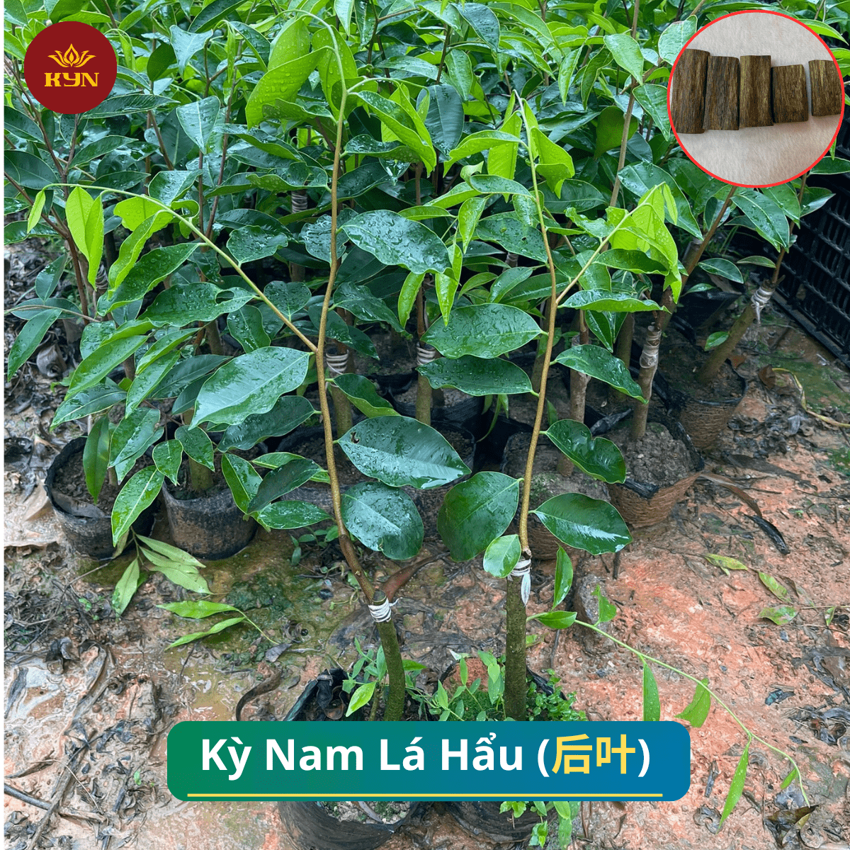Cây Lá Hẩu Kỳ Hải Nam - Cung cấp giống Lá Hẩu chuẩn F1