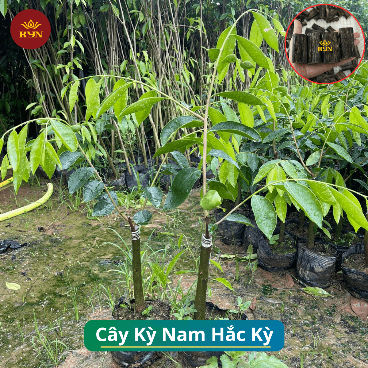 Cây hắc kỳ - Cung cấp giống cây kỳ hải nam loại hắc kỳ F1