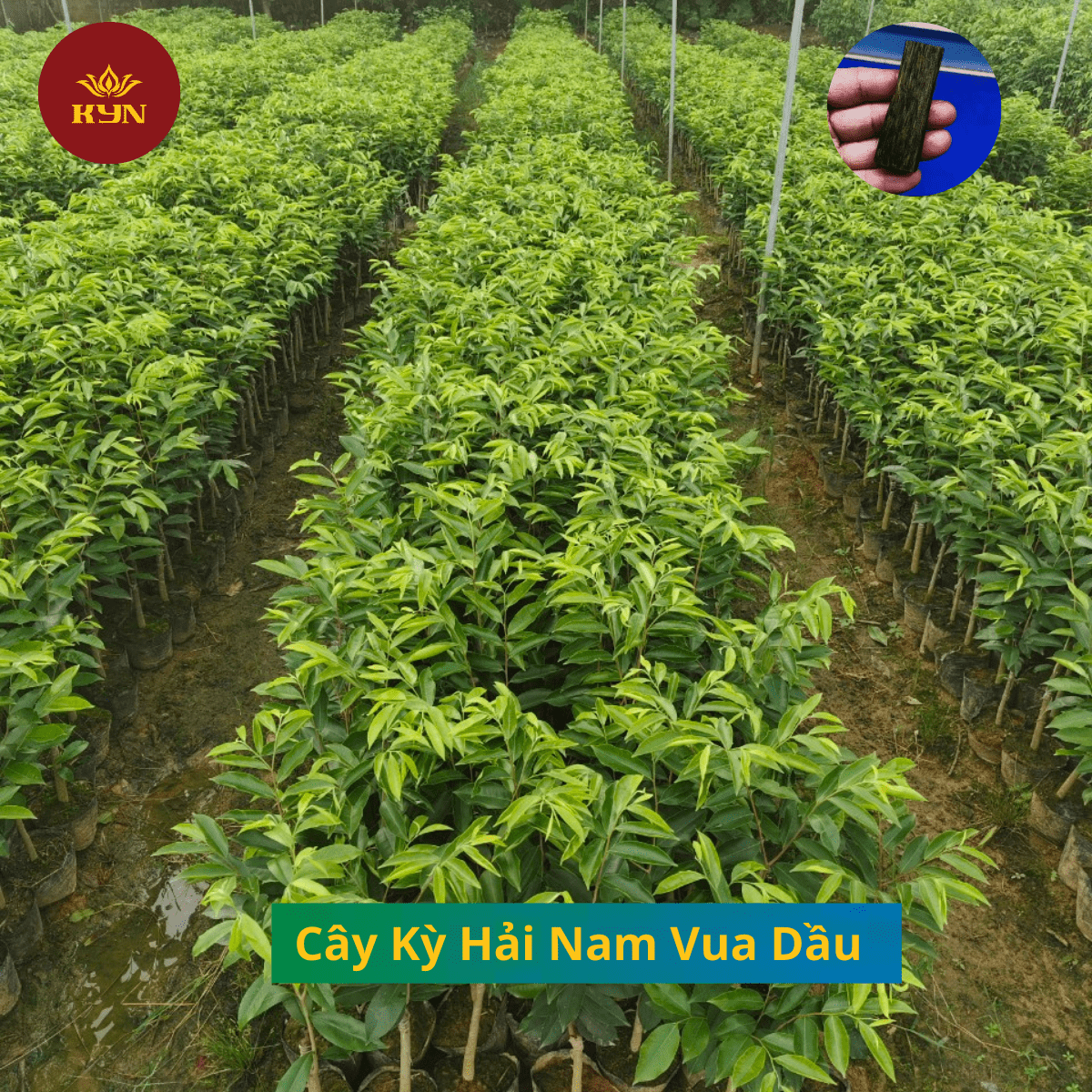 Cây Vua Dầu Kỳ Hải Nam - Cung cấp giống cây vua dầu F1
