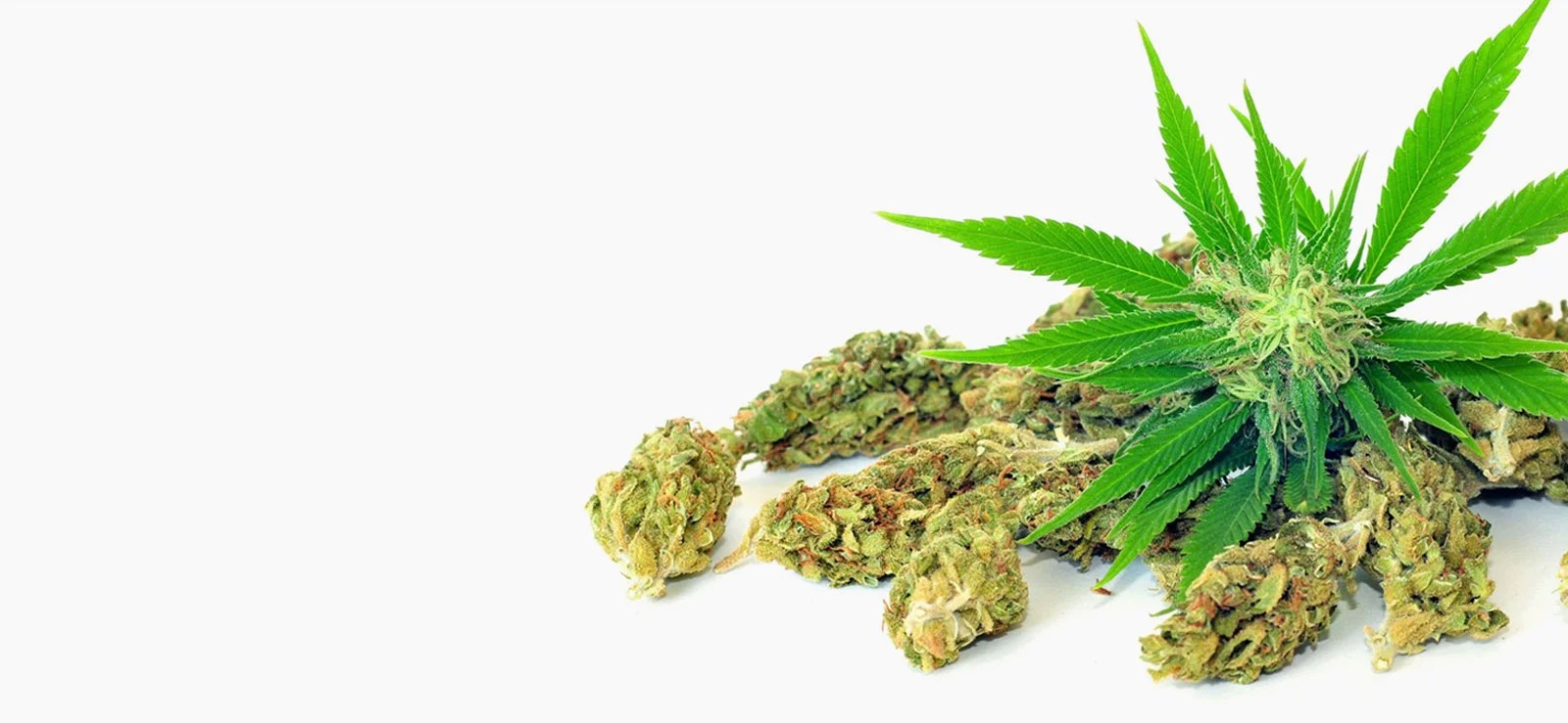 Cannabis Dispensary - DC Weed Dispensary | Washington D.C. USA | Weed DC Delivery