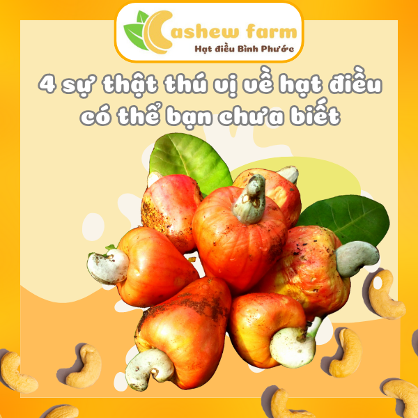 4 sự thật thú vị về hạt điều có thể bạn chưa biết - Cashew Farm
