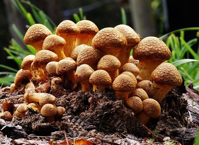 Golden Teacher Mushrooms: History, Cultivation, & Insights