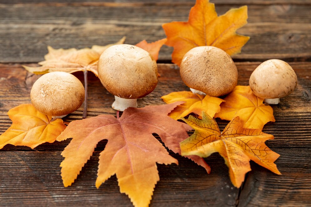 Golden Teacher Spores: Cultivation Insights and Benefits for Home Growers - Global Post News, Guest Posting Sites, Article Submission