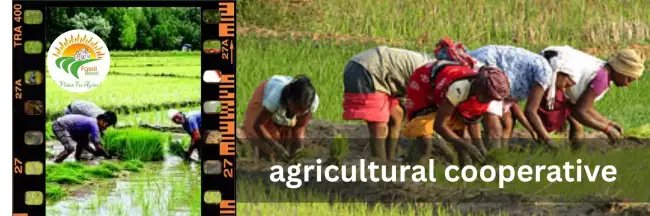 कृषि सहकारी समिति: एकता से बढ़ेगा किसान की आमदनी और विकास
