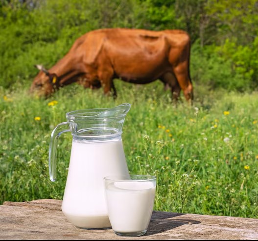 Why Texas Raw Milk and Pasture Raised Eggs Are Worth the Switch - The Global Newz