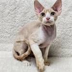 Royal purebred Kittens home Kittens home