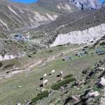 Sherpa Guide Adventure Trekking