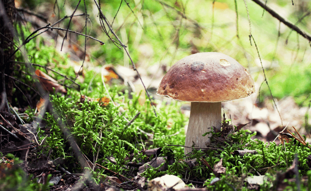 Crinière de lion vs autres champignons médicinaux : lequel choisir ?