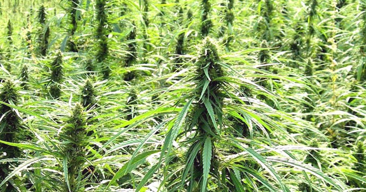 Natural Healing Power: Discover the Magic of Hemp Salves