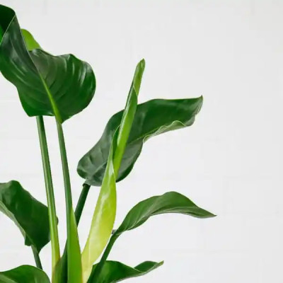 Bird of Paradise Plant Profile Picture