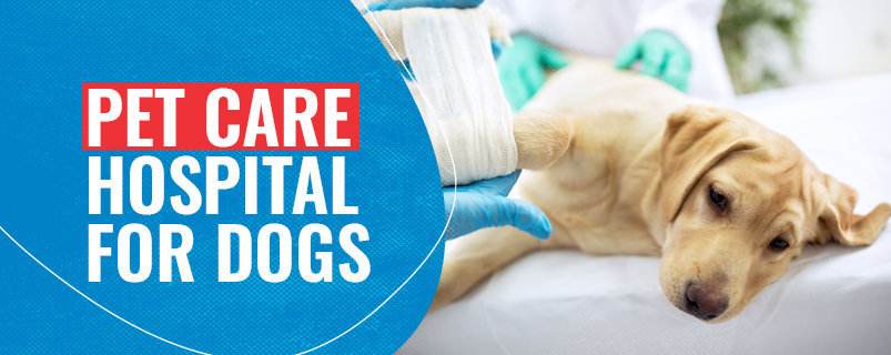 Veterinary Care Hospital For Dogs | CGS Hospital