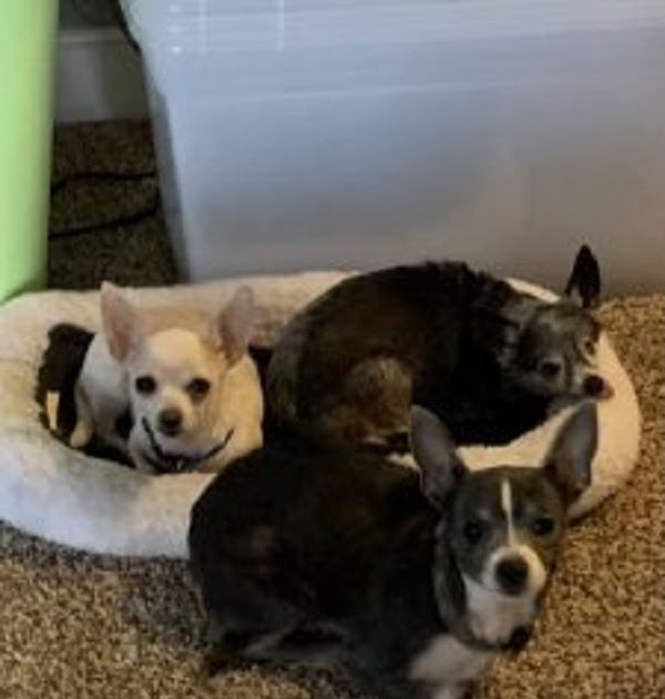 What Questions Should You Ask Before Bringing a Puppy Home?