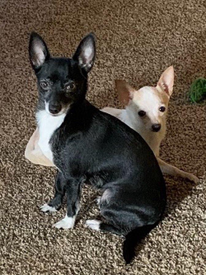 How Do Breeding Standards Affect Coat Quality and Appearance? | Articles | Ps great chihuahua | Gan Jing World - Technology for Humanity | Video & Movie Streaming