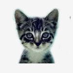 We Love Cats and Kittens