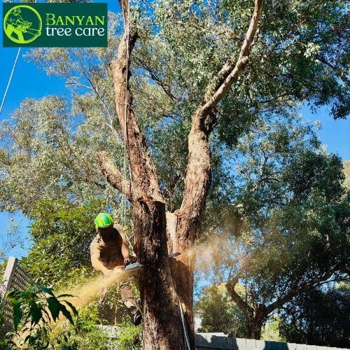 Banyan Tree Removal