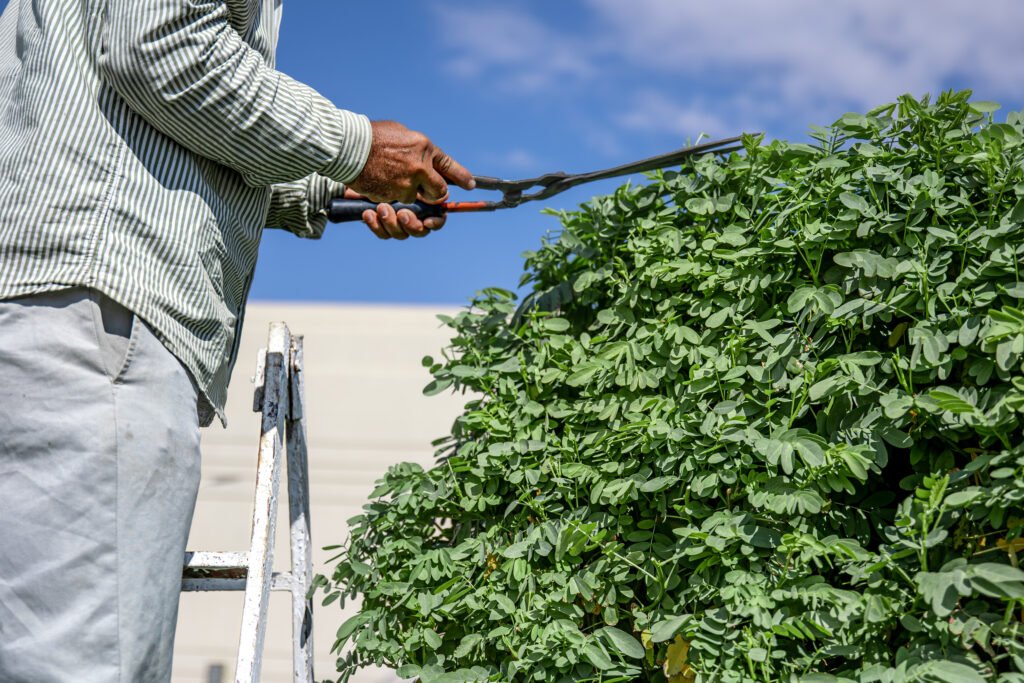 Why Is Tree Pruning Important for Young Trees?