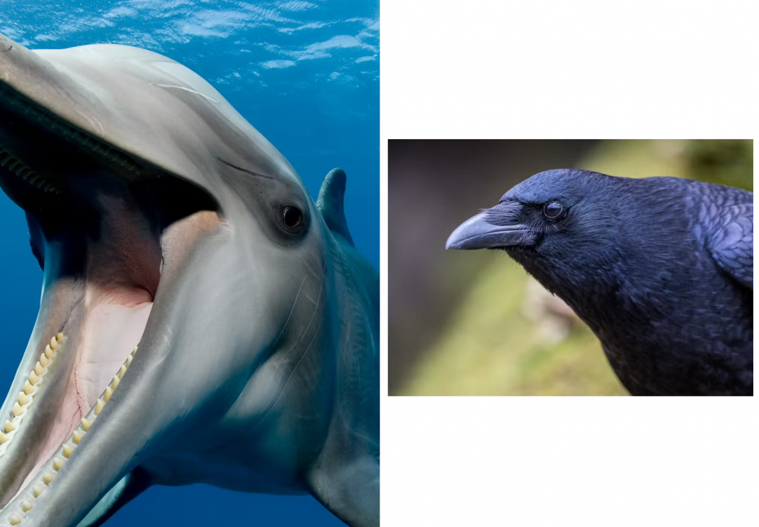 Beyond Human Hubris: Acknowledging the Diverse Intelligence of the Animal Kingdom