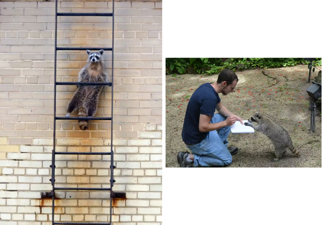 The Bandit Paradox: How Raccoon Cunning Redefines Human Intelligence