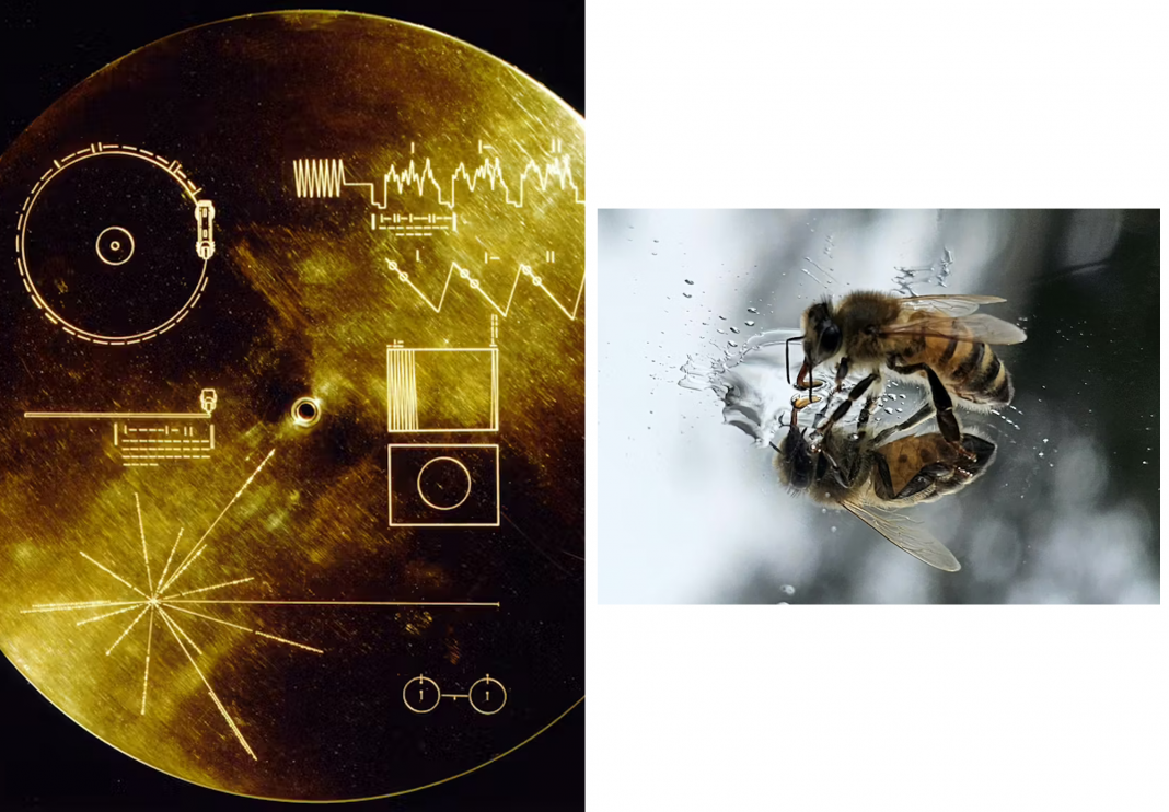 The Hive Mind Galaxy: Using Bees as a Blueprint for Alien Contact