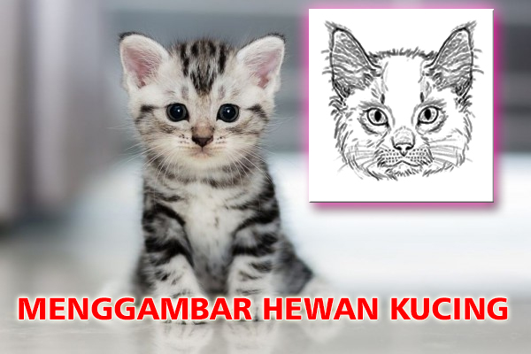 Bagaimana Menggambar Hewan Kucing