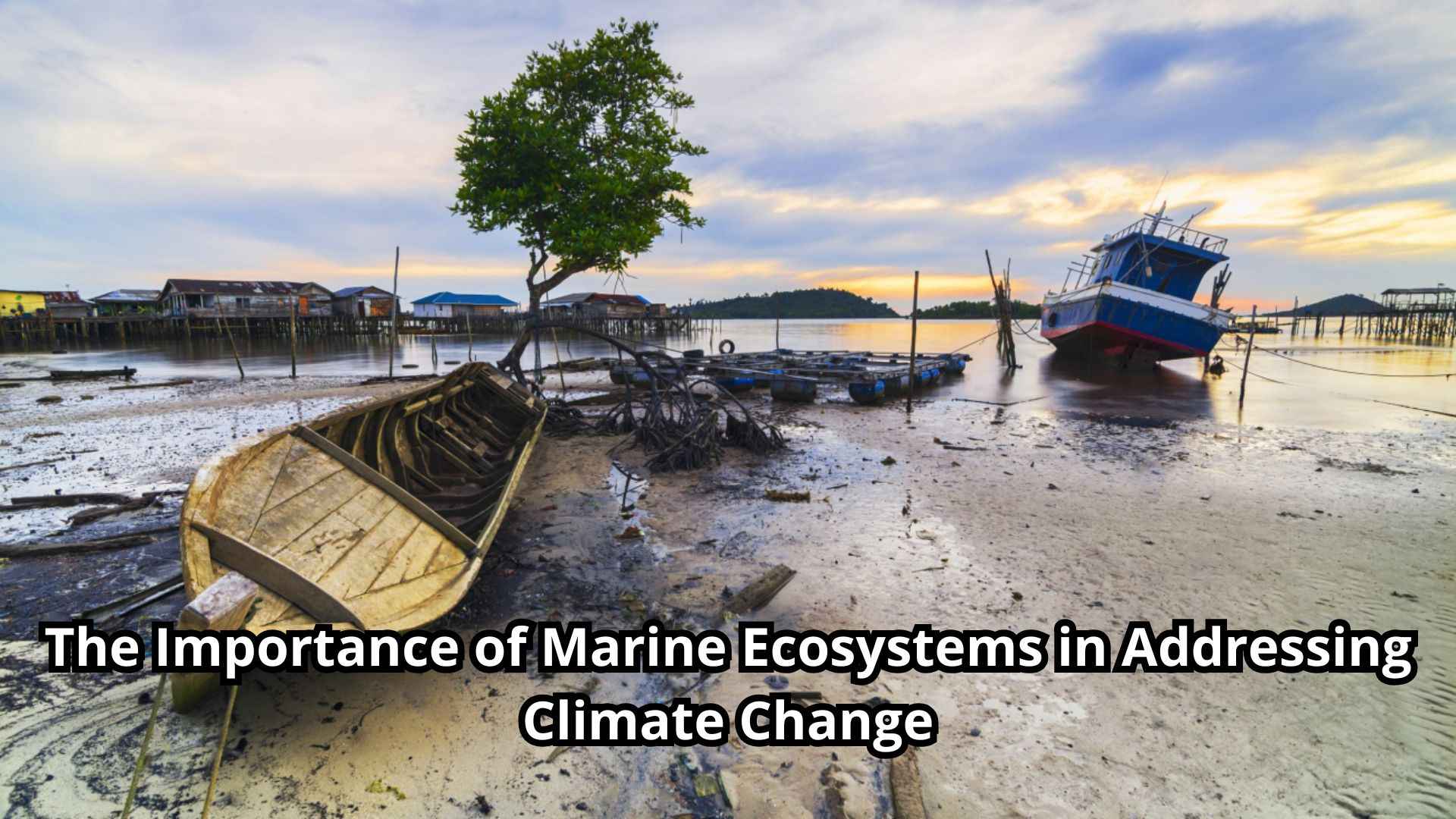 The Importance of Marine Ecosystems in Addressing Climate Change