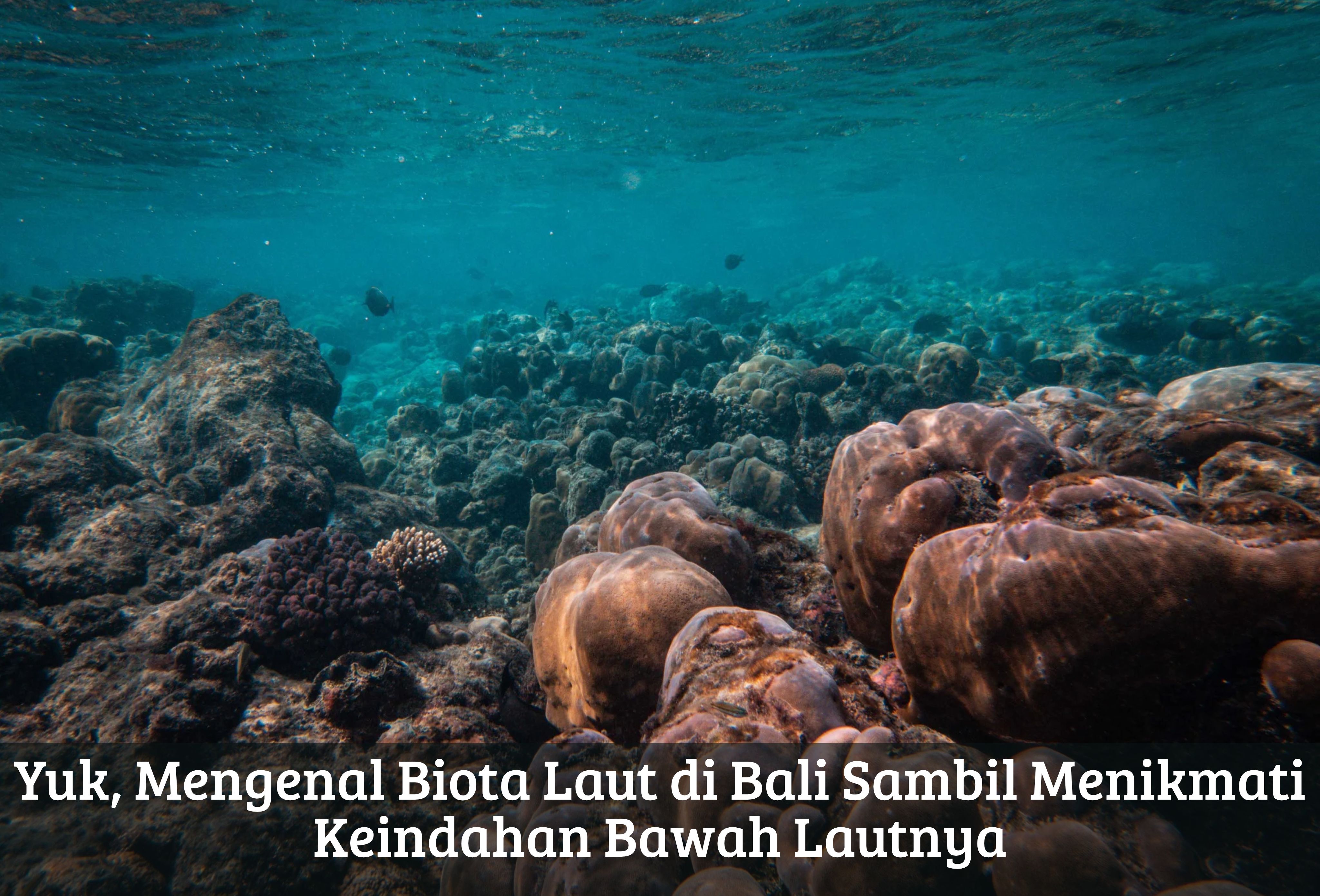 Yuk, Mengenal Biota Laut di Bali Sambil Menikmati Keindahan Bawah Lautnya