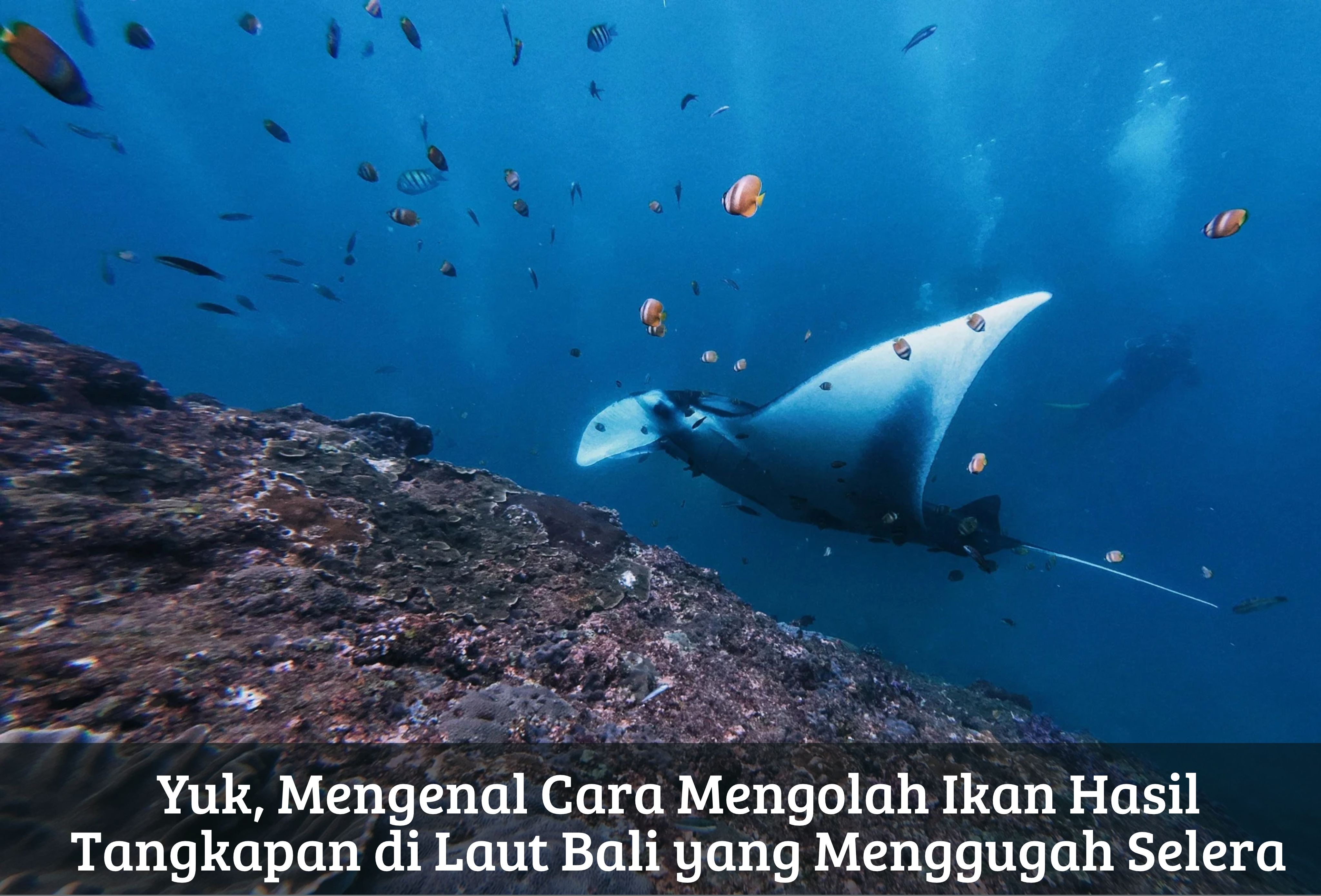 Yuk, Mengenal Cara Mengolah Ikan Hasil Tangkapan di Laut Bali yang Menggugah Selera