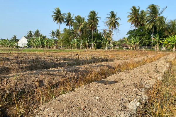 BMKG Tetapkan 7 Kabupaten di Jawa Tengah Berstatus Awas Kekeringan, Musim Hujan Mundur
