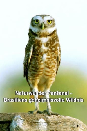 Naturwunder Pantanal - Brasiliens geheimnisvolle Wildnis