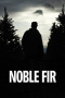 Noble Fir