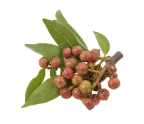 কাকড়াশৃঙ্গী