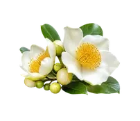 নাগেশ্বর