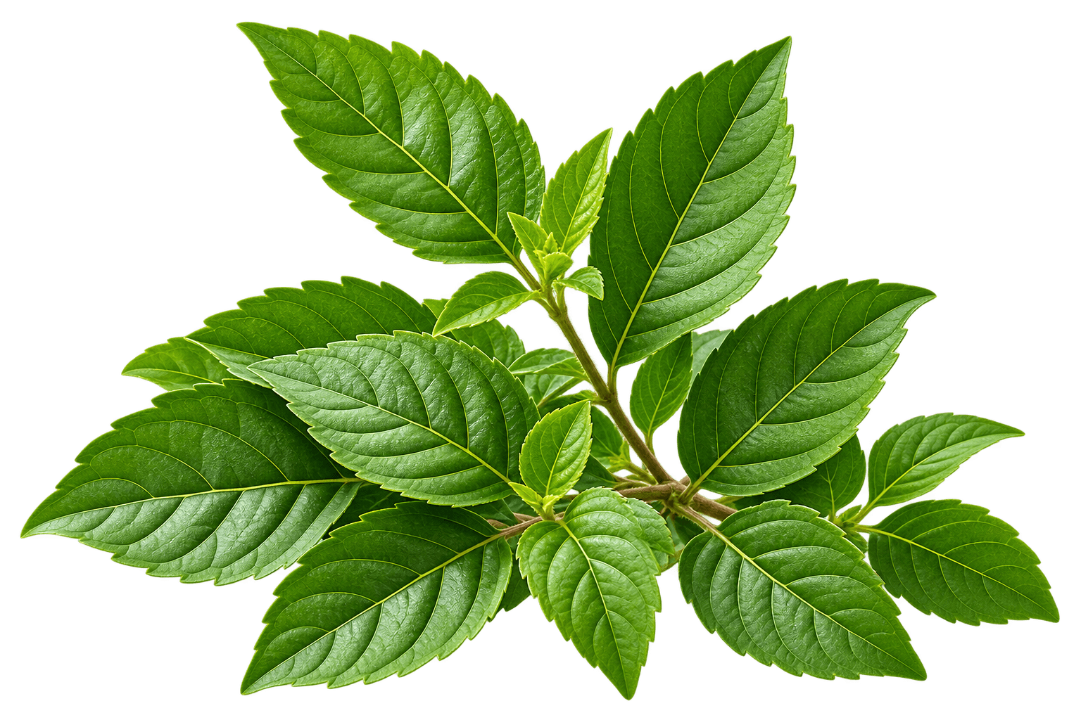 ১০০% প্রাকৃতিক ও পার্শ্বপ্রতিক্রিয়ামুক্ত