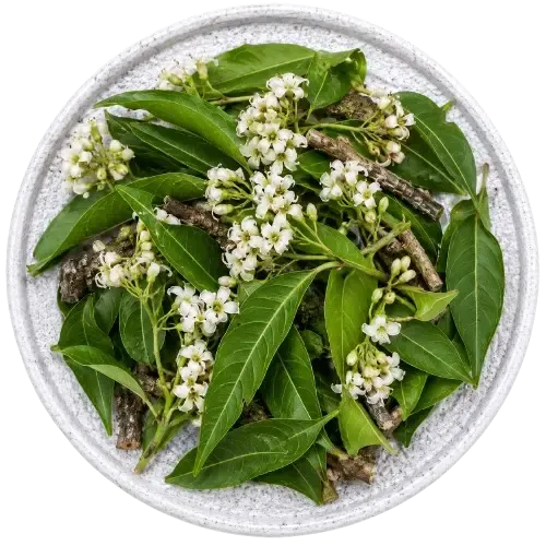 Holarrhena pubescens - 0.20 gm