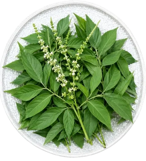 Nisinda Leaves 10 mg