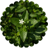 কুশতা খুবশুল হাদীদ